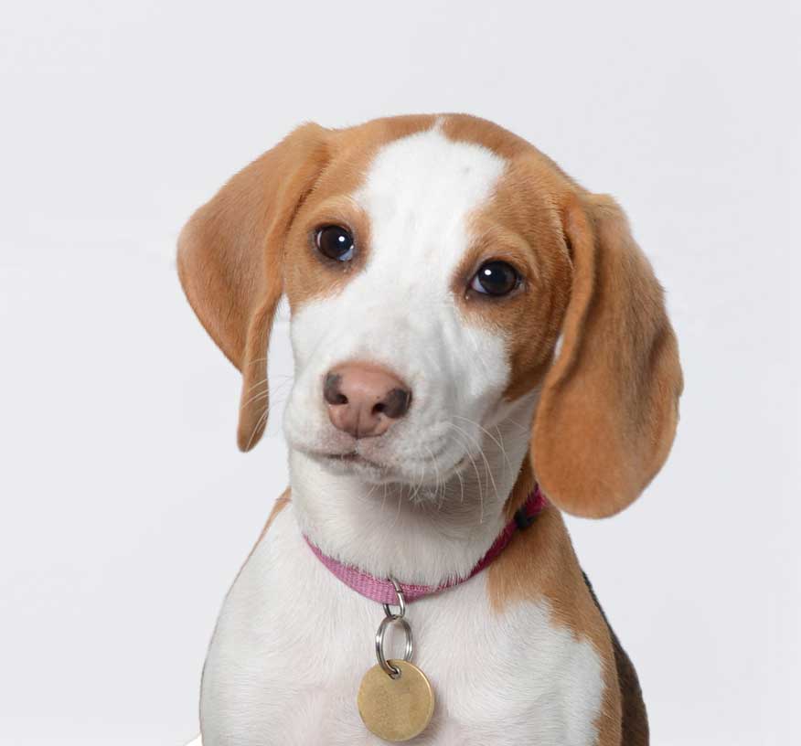 Evie the beagle as our newest and furriest team member